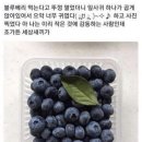 행복한블루베리 이미지