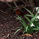 코키체(Kokiche) =snowdrop 이미지