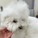 비마인 독 이미지