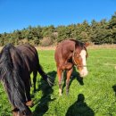 대연목장 이미지