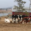 한계사슴농원 | 상하목장 고창으로 - 1.유제품말고 진짜 소 보러 가기(동물체험)