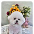 사랑해똥깡아지 | 사랑해똥깡아지 연신내 애견미용 살롱투어