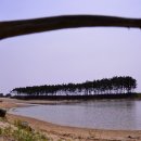 소나무풍경 이미지