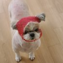 중앙애견종합병원 | 김포시 동물병원