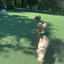 초롱유치원 | 남양주 덕소 애견호텔 &amp; 유치원 ‘봉봉멍스쿨’ 리얼 후기