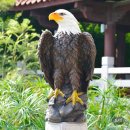 수석 감상 - 흰머리 독수리 이미지