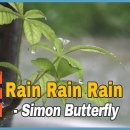 8월30일(일/음 7.18) Rain Rain Rain-Simon Butterfly 이미지