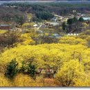이천백사산수유
