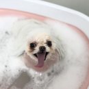 댕그루루 이미지