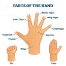 1. Hands and Fingers(손과 손가락) / 2. Hand lines(손금) / 3. Muscles of the Hand 이미지