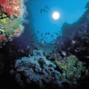 울진대게 이미지