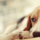 상무동물병원 이미지