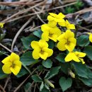 꽃섬투어 이미지