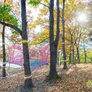 화랑 유아숲체험원 이미지