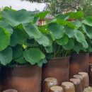 슬로우빌혼불 이미지