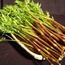 화순불미나리 이미지