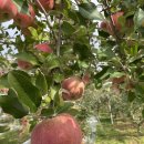 원규농장 | 주간일기 치맥, 유람선타기, 사과농장, 아빠생신