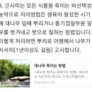 대나무 죽이는 방법입니다. 나무 뿌리죽이기 칡 죽이기 나무죽이기 근사미 아카시아 죽이기 칡죽이기 이미지