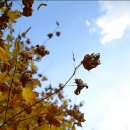 금광농원 이미지