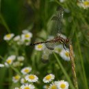 낙천그린농장 이미지