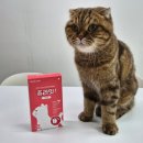 굿펫 | 기호성 좋은 고양이 종합 영양제 굿포펫 츄라잇 클린펫 짜먹는 건강스틱