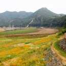 옥정 왕벚나무길 이미지