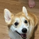 가평댕댕이애견펜션그린 이미지