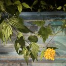 (주)수풀림엠엔씨 | 갑자기 추워졌어요 감기조심한주