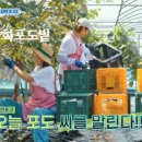 달콤한가위질 이미지