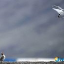 동갈매기 이미지