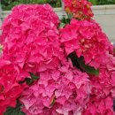 수국 블루베리 이미지