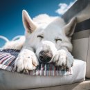 정말로동물병원 이미지