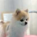 그루밍 샵 제제 이미지