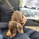 펫하임 강아지 고양이 이미지