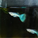 쉬미슈퍼 이미지