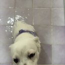 라라팬션 | 경주 라라랜드애견펜션 내돈내산 솔직 후기