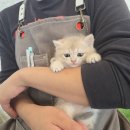 다온 입양센터 수원점 강아지분양 고양이분양 | 광교고양이분양 먼치킨 만족했던 곳!(feat.수원,평택)