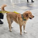 송도반려동물약국 | 송도 반려동물 박람회 다녀온 후기