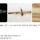 부흥부산물