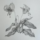 꽃그림 보타니컬아트 이미지