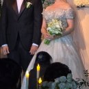 꽃가지화원 | 오이화원 본식 부케 후기 (양재꽃시장)