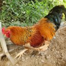 상방농장 이미지