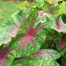 칼라디움 [칼레이디엄 바이칼라; Caladium bicolor] - 유독식물 이미지