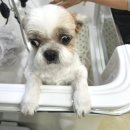 도그유토피아 살롱 이미지