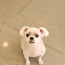머즐