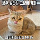 냥이싸롱 이미지