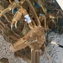 딸부자대게민박 이미지