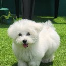 펫더헤븐독스쿨