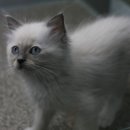 랙돌하우스 이미지