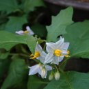 사랑의 노래 이미지